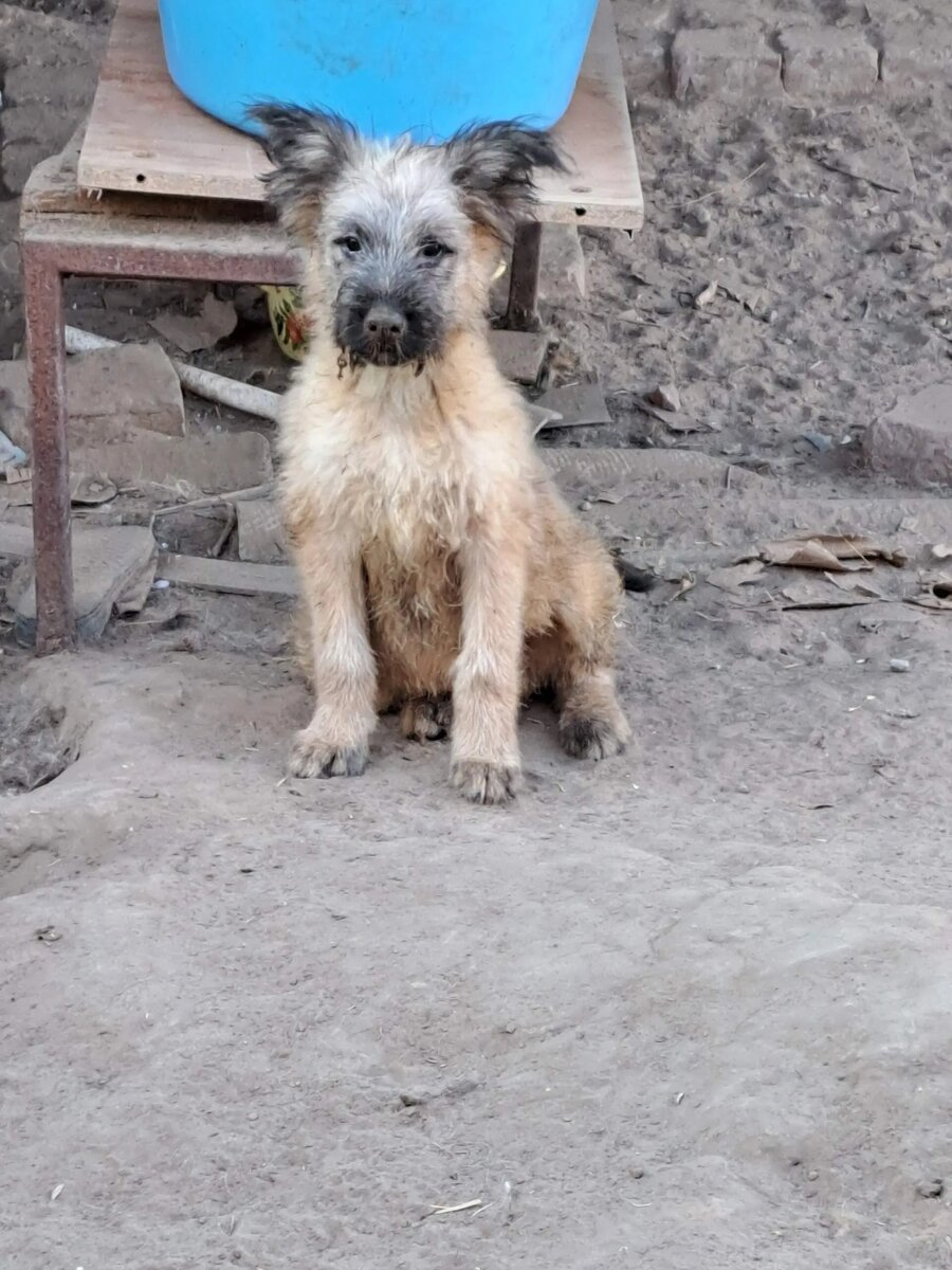 Лойс, он же Лось