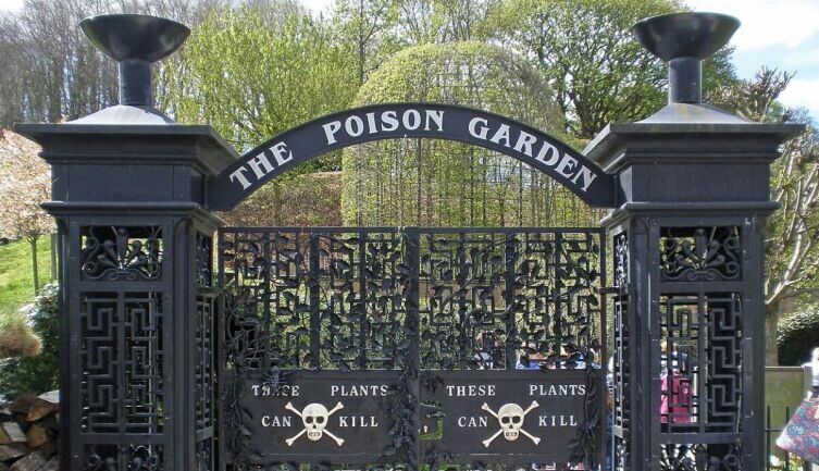    Зачем нужны сады ядовитых растений? Фото: Amanda Slater. Собственная работа, по лицензии CC BY-SA 2.0
