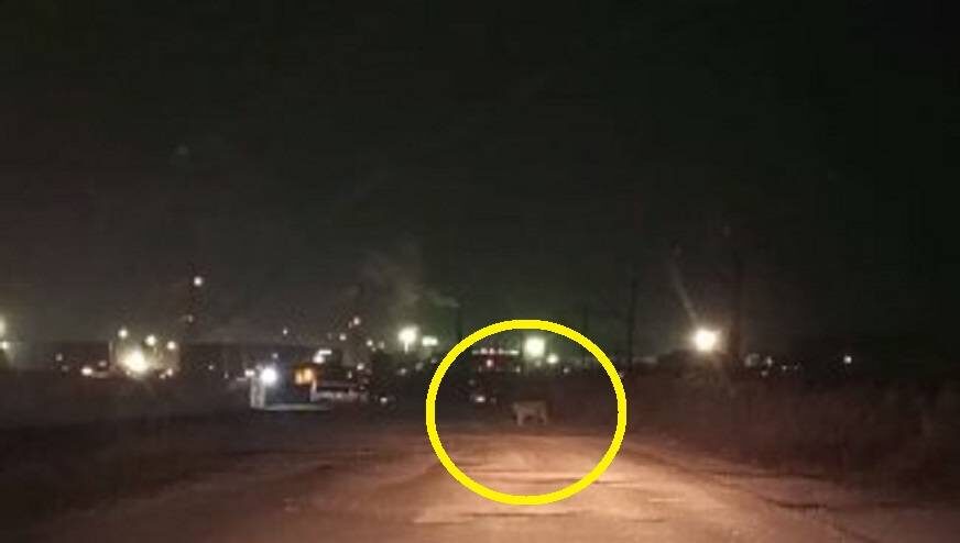    Источник фото: скрин видео соцсети