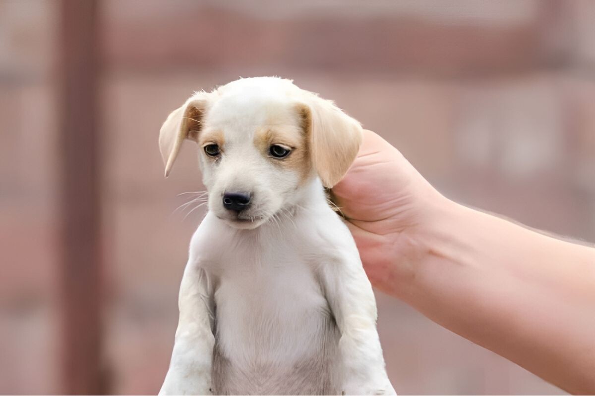 Можно ли брать собаку за шкирку