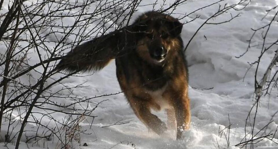    РИА «Новости»