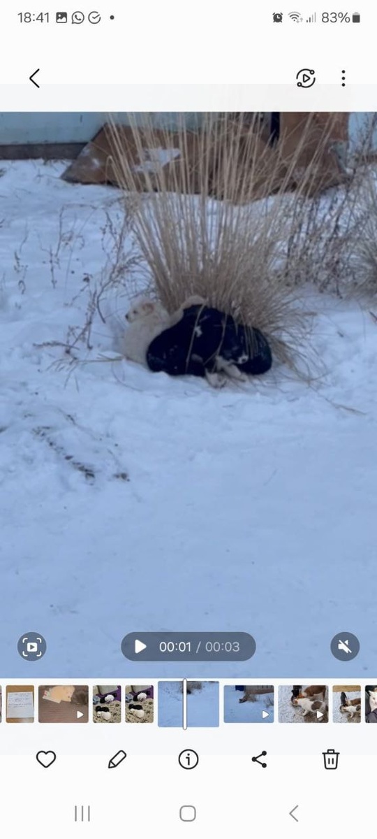 Вот так она со щенками выживала на холоде в снегу.