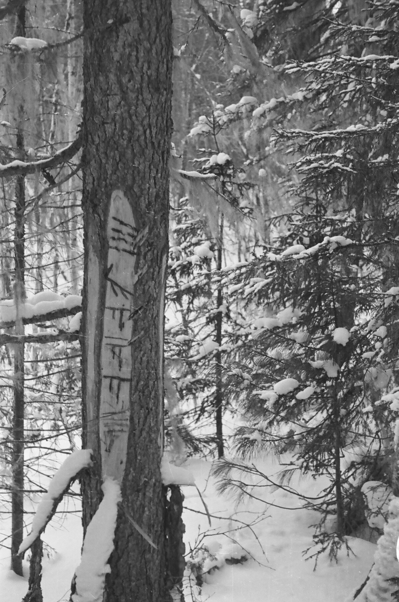 Фото 1. Дерево с мансийским охотничьим катпосом, заснятое дятловцами на Лозьве, перед тем, как они перешли на Ауспию.