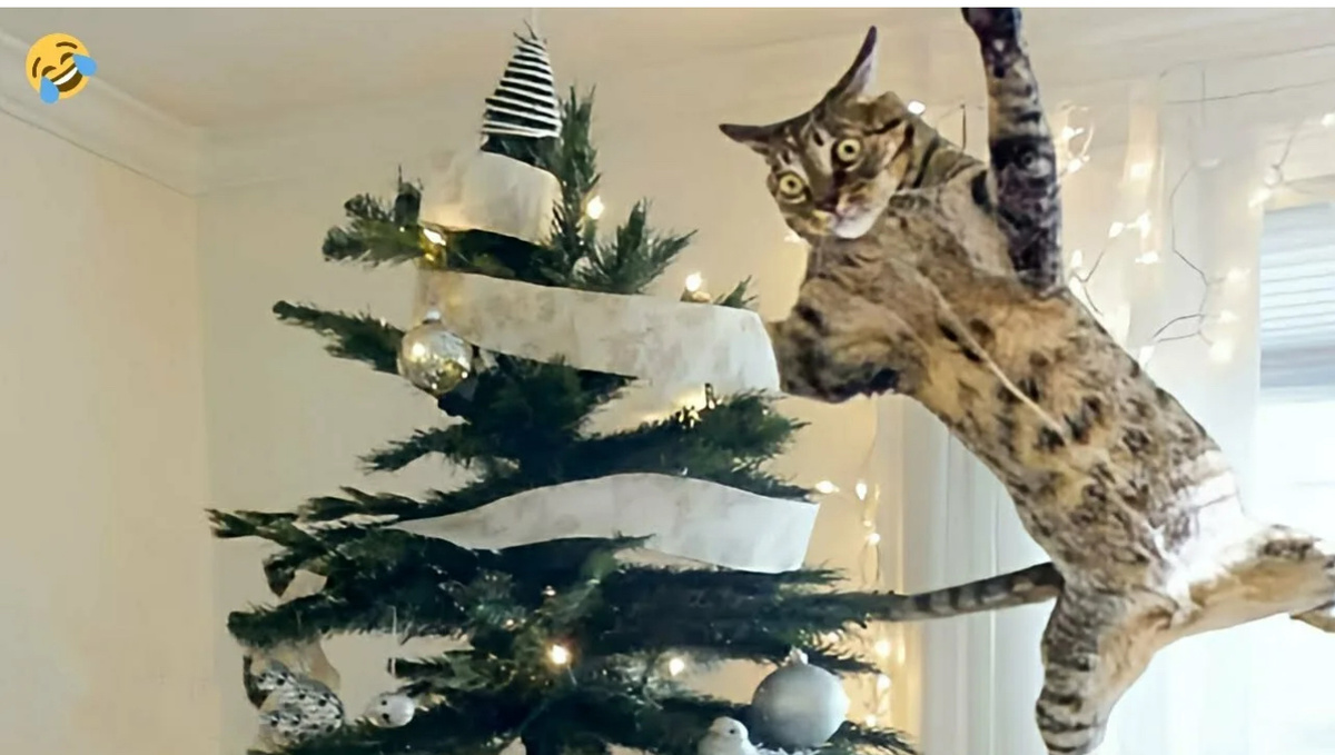 Скрин из другого видео. За несколько дней уже и источник просмотра первого видео заморожен, и доступа  нет. 