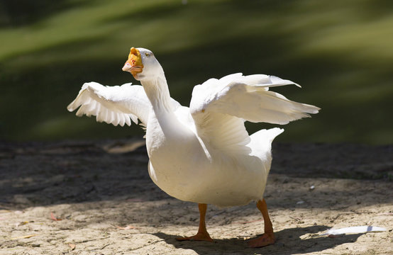 Фото из свободных источников