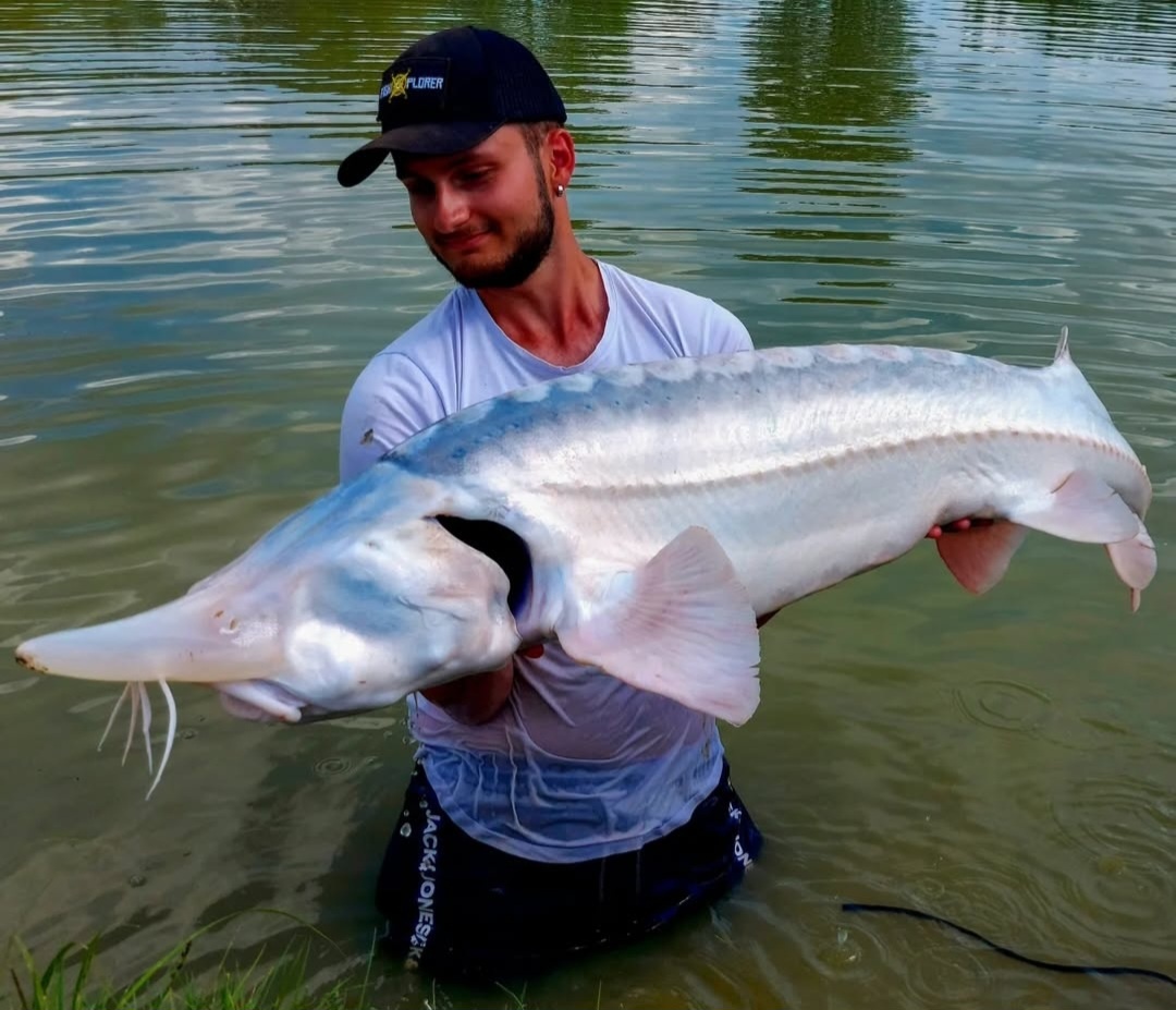 Редкий кадр: рыбовод держит на руках белугу-альбиноса – одну из самых ценных рыб в мире