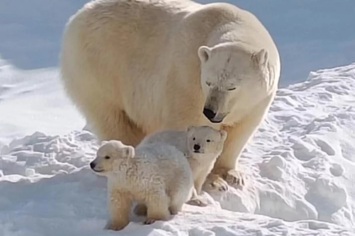    Белого медвежонка Вилюя из Якутии увезли в зоопарк Екатеринбурга