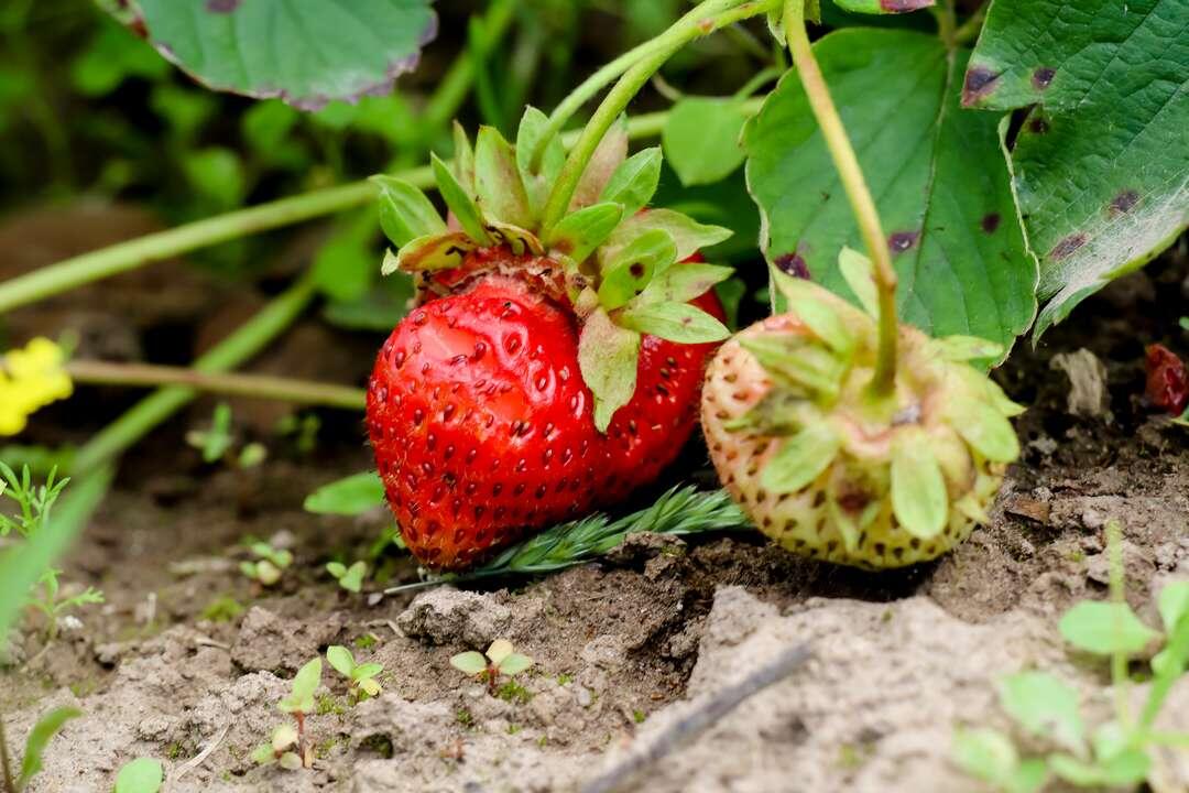 Грамотный севооборот помогает повысить урожайность. Фото: Елена Майорова