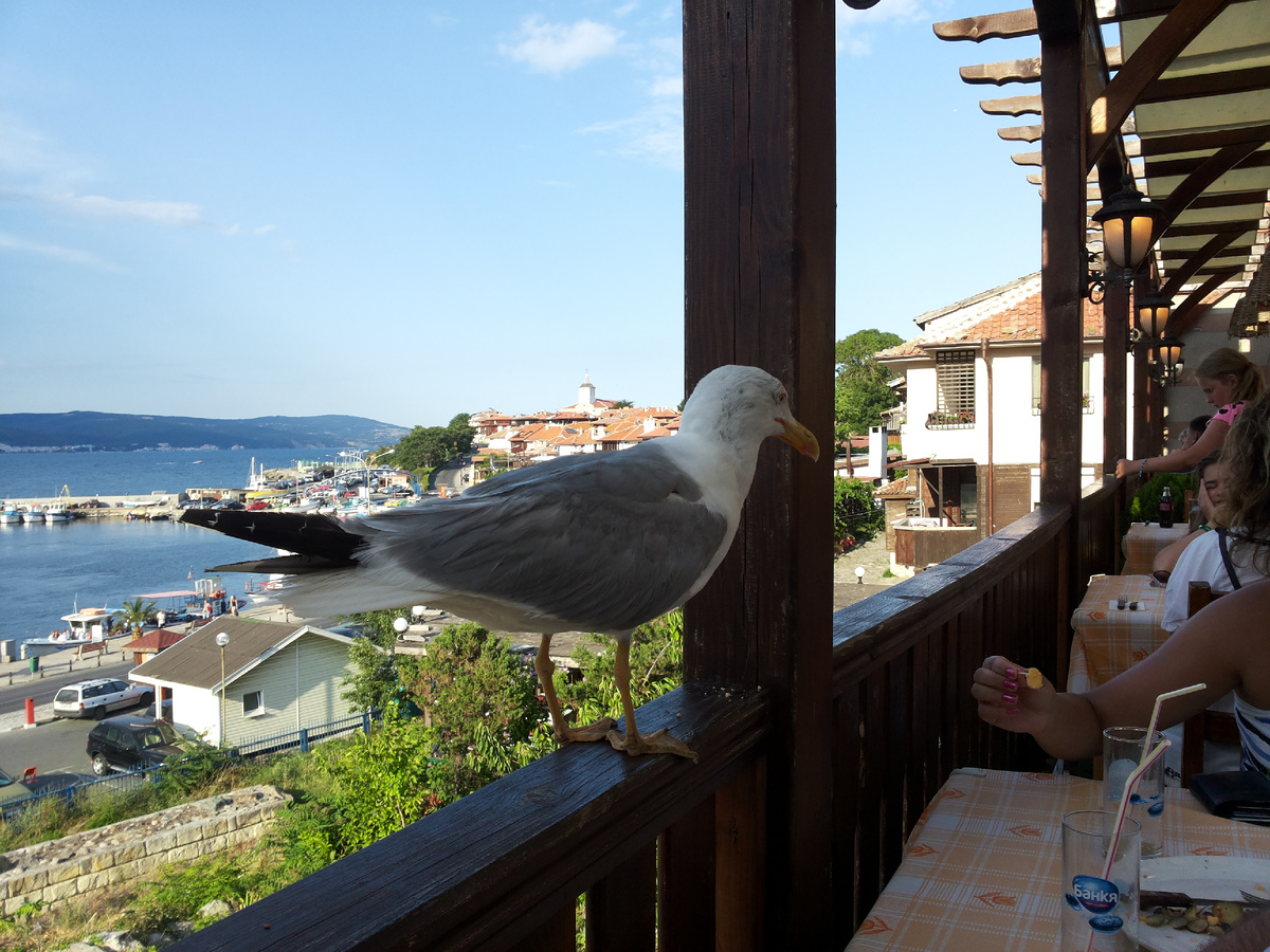 Наглые, ручные чайки в ресторане Несебра