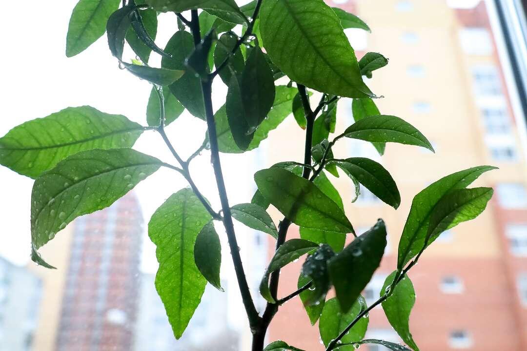 Для выращивания цитрусовых нужны терпение и аккуратность. Фото: Елена Майорова