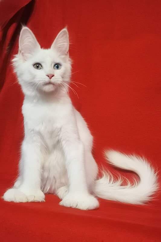 Фото из открытых источников