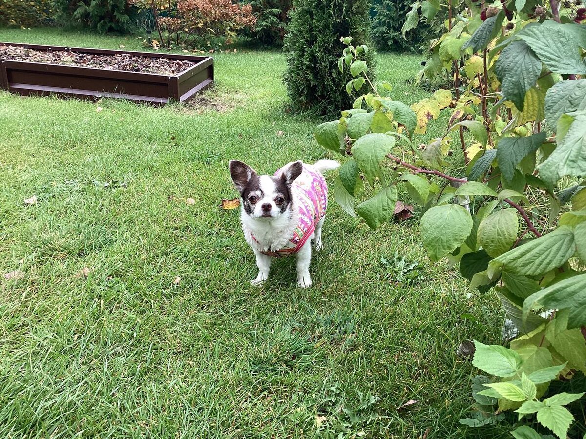 Собаки помогают на огороде! На заднем плане разрыхлённая грядка. Фото из архива авторов. 