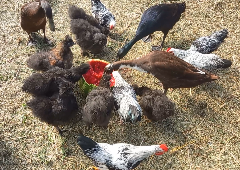 Шелковые куры вместе с обычными бентамками