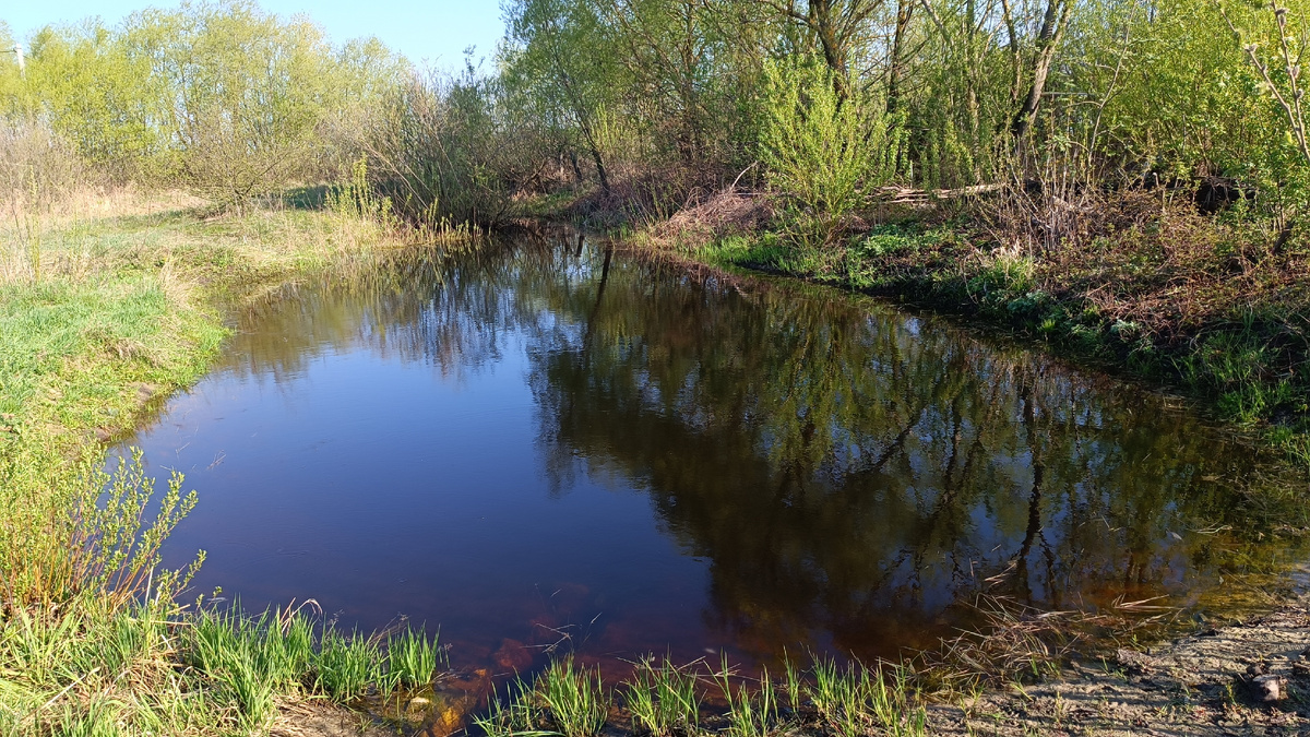 Пруд весной