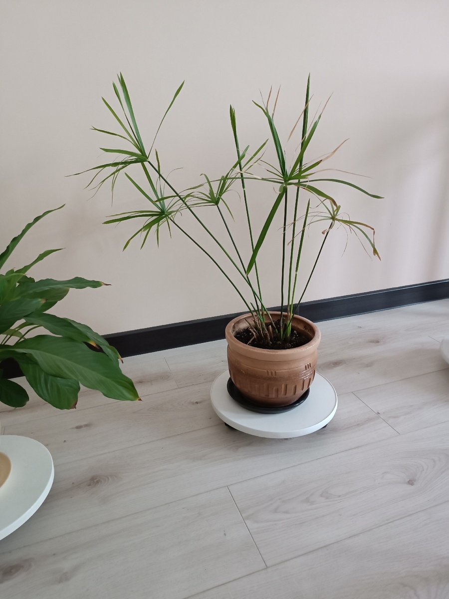 Утренняя стрижка пальмы