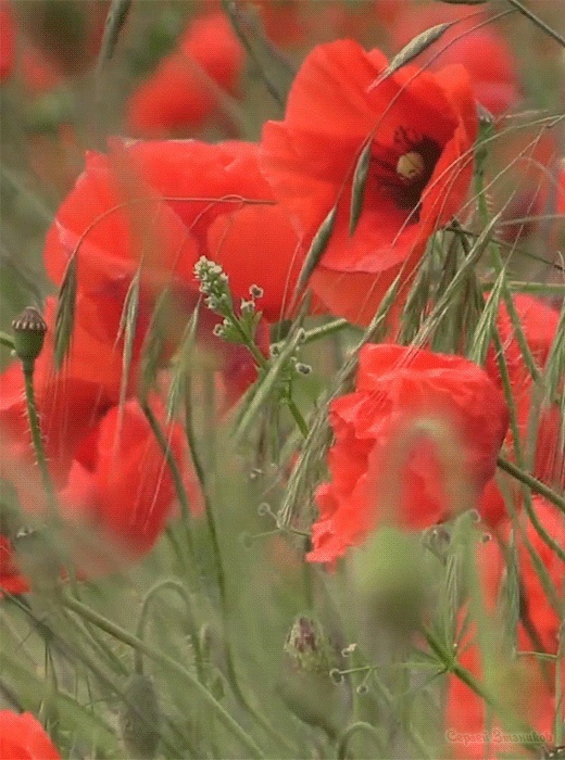 картинка из свободного доступа. 