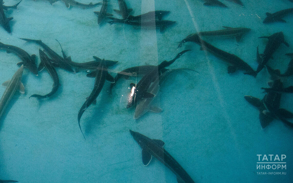 ​«Комплексные меры по охране и воспроизводству стерляди дали положительный результат». Фото: © Владимир Васильев / «Татар-информ»