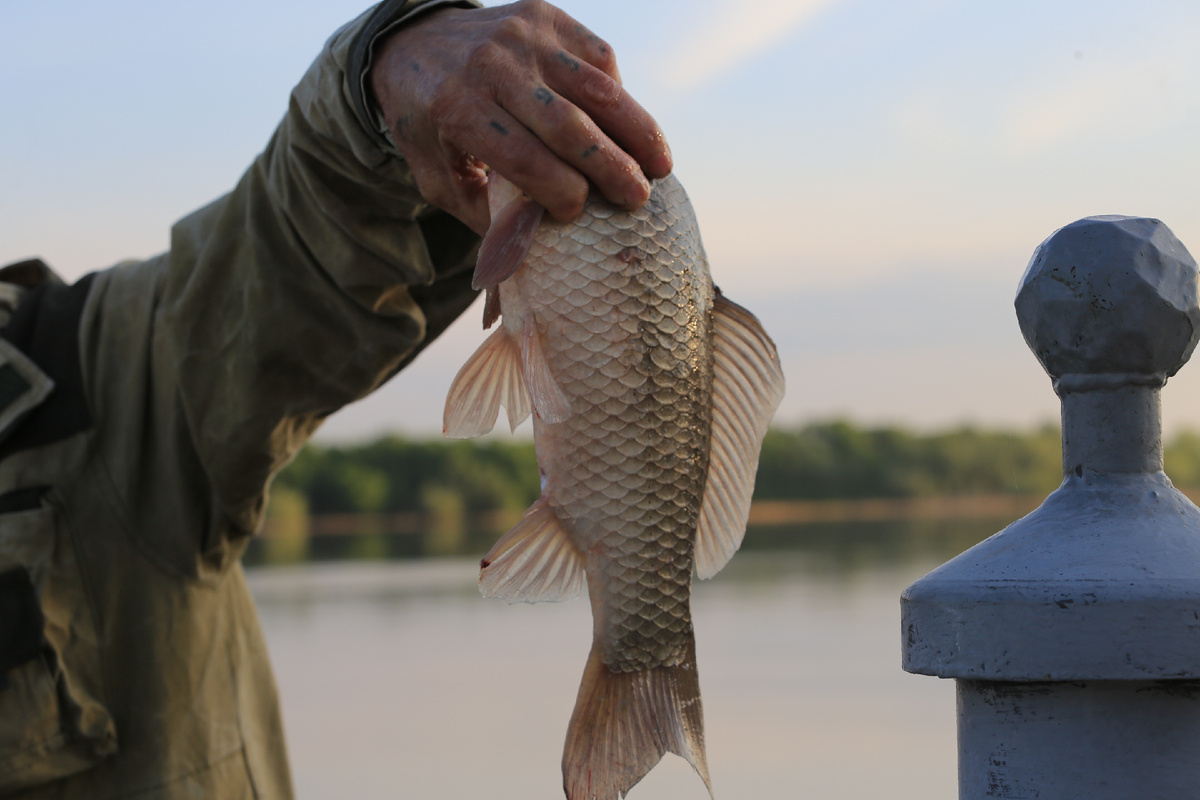«Новых видов не отмечаем, рыбаки тоже об этом нам не сообщают»

Фото: © Рамиль Гали / «Татар-информ»