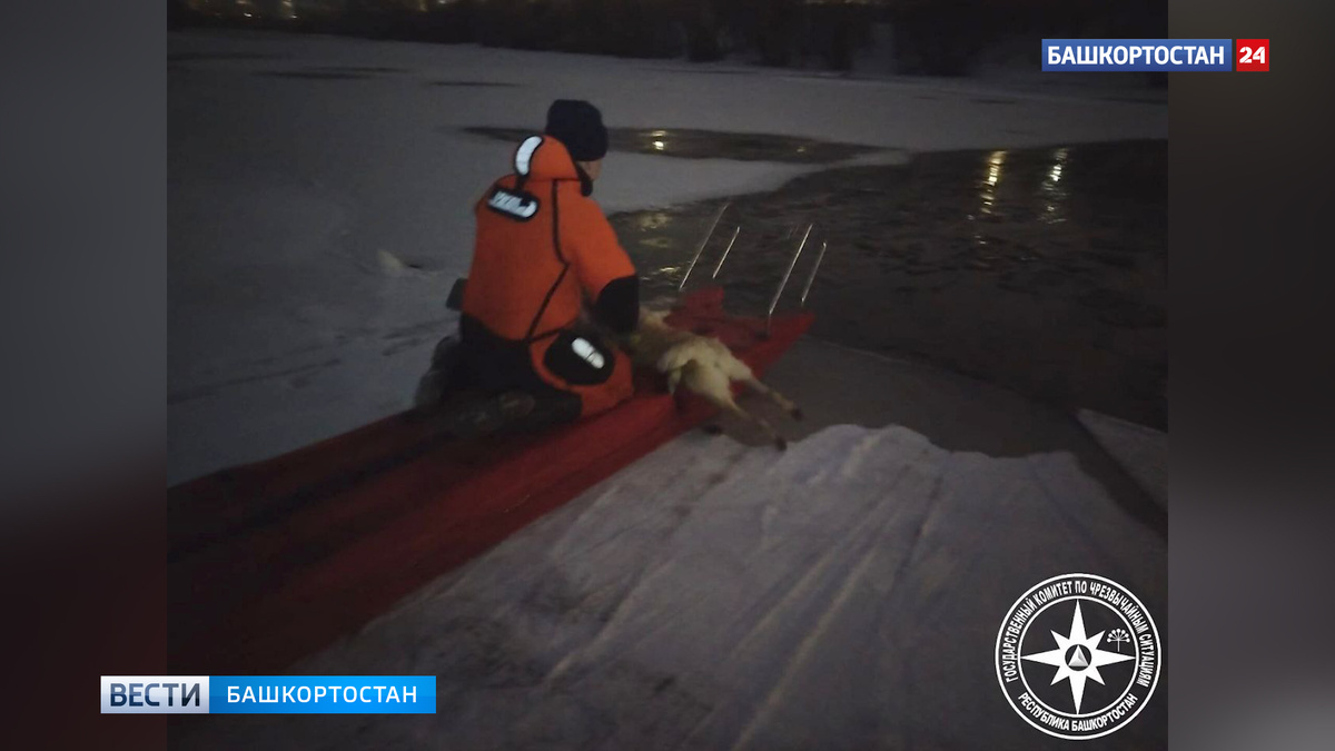    Спасатели достали тонущую собаку из реки Белой в Башкирии