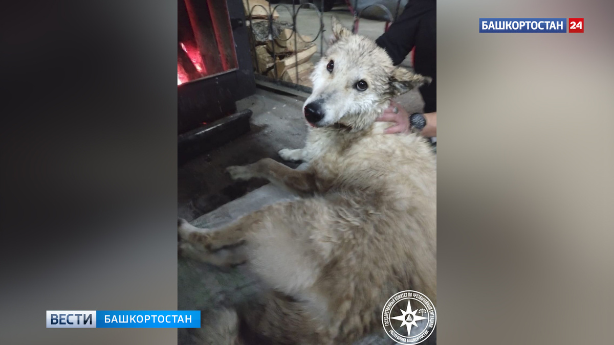    Спасатели достали тонущую собаку из реки Белой в Башкирии