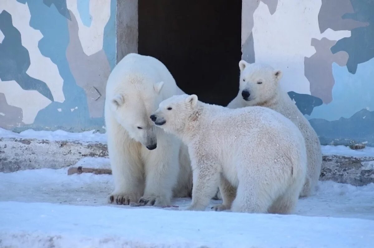    В Екатеринбург из Якутии привезли белого медвежонка