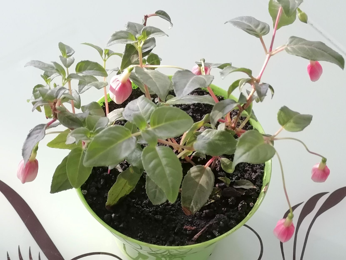 В одном горшке 3 черенка, уже можно было догадаться о секрете успеха, но..., фото автора