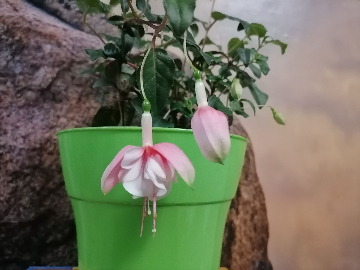 Фуксия все равно выпускала бутоны и была поначалу красавицей, фото автора