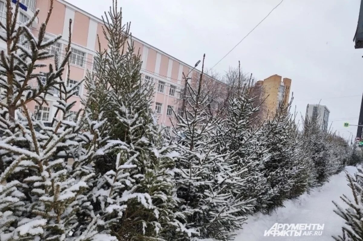   Где купить новогоднюю ёлку в Перми?