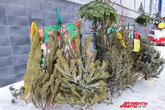    Фото:  АиФ/ Анастасия Селиверстова