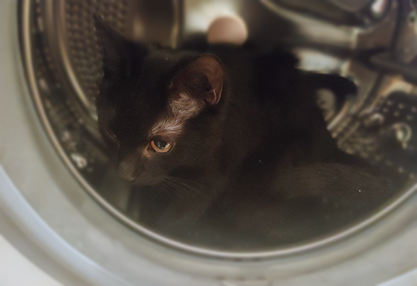 Уголек. Имениннику сегодня 5 месяцев