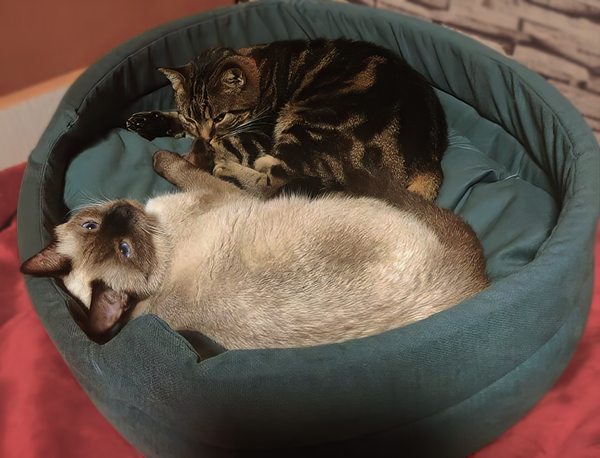 Кайса и Ника