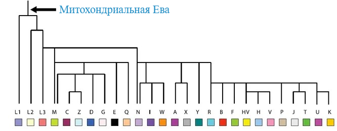 Упрощенное дерево митохондриальных гаплогрупп