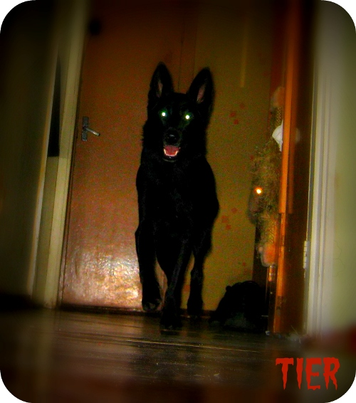 Яндекс картинки