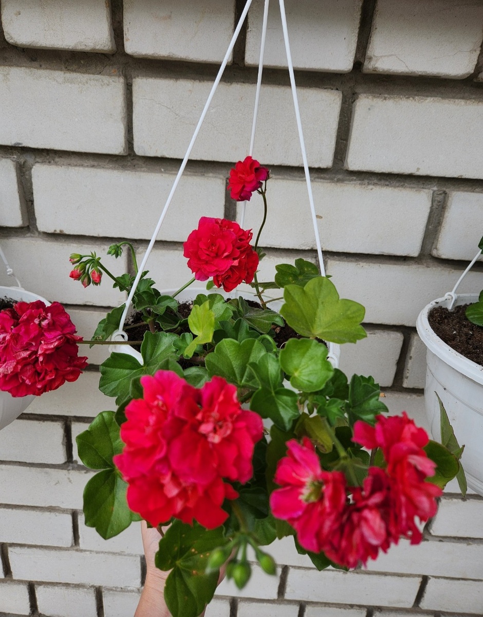 Плющелистная пеларгония Бернандо.