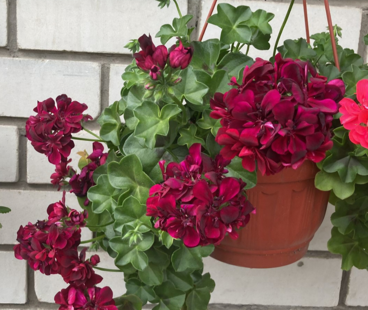 Шикарная плюшка Pac Tommy