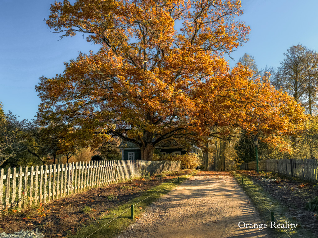 Многовековой дуб в Михайловском, Пушкинские горы