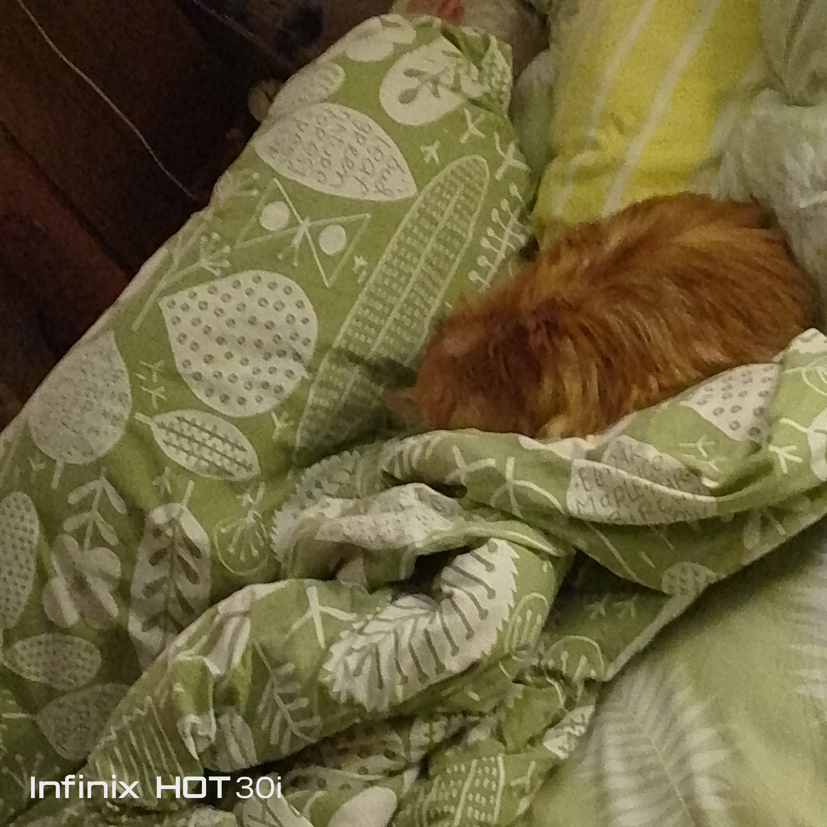 В царстве Морфея. 