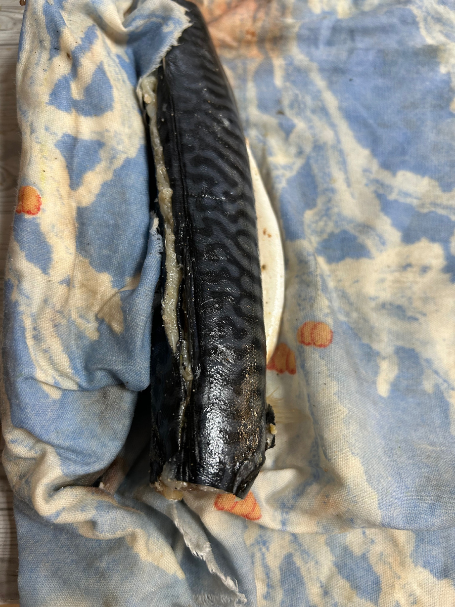 Вот так просаливалась скумбрия