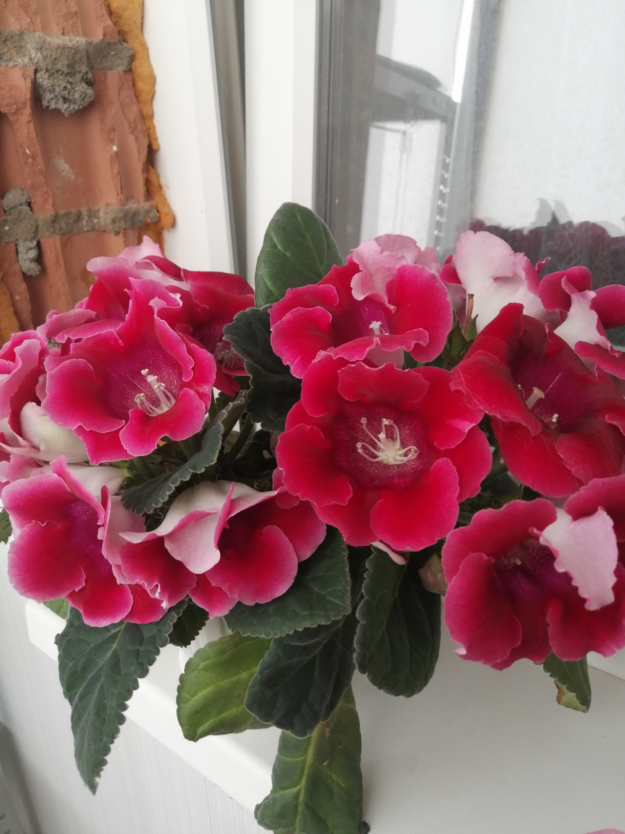 Вот эта ярко-розовая цвела так, что горшок опрокидывался от обилия цветков