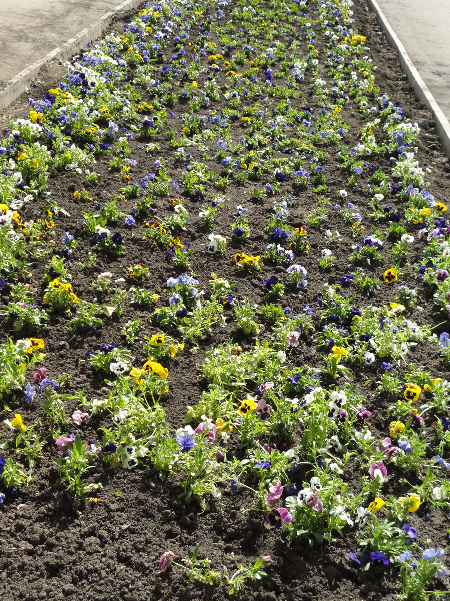 Их только что посадили в клумбу.