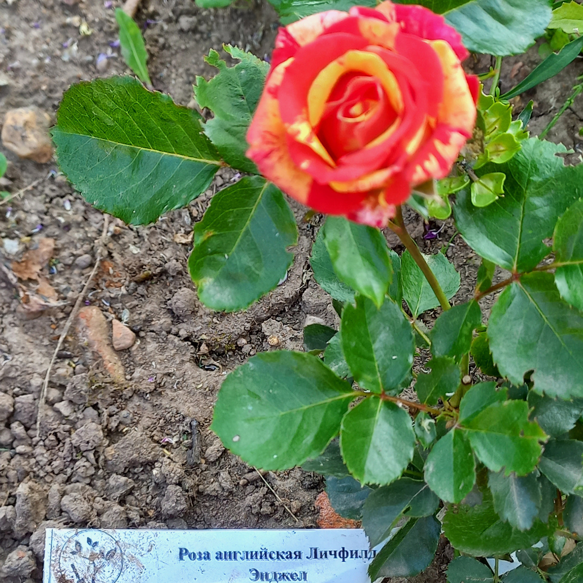 Моя не Остинка.