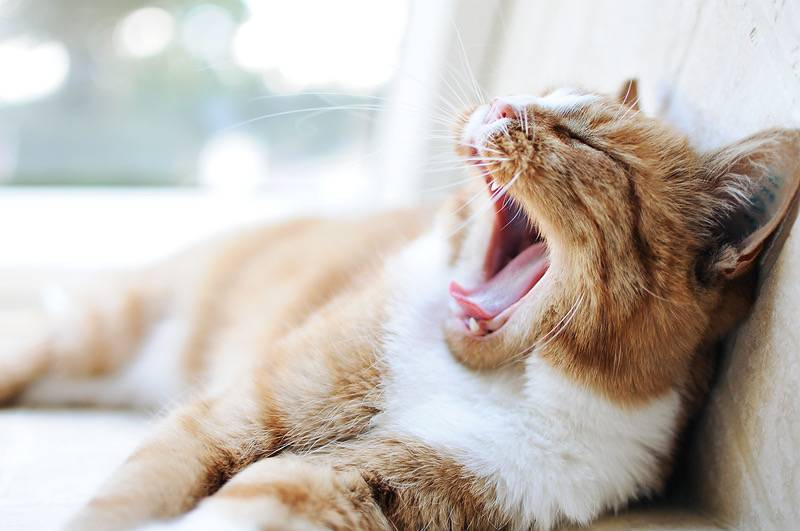 котик зевает