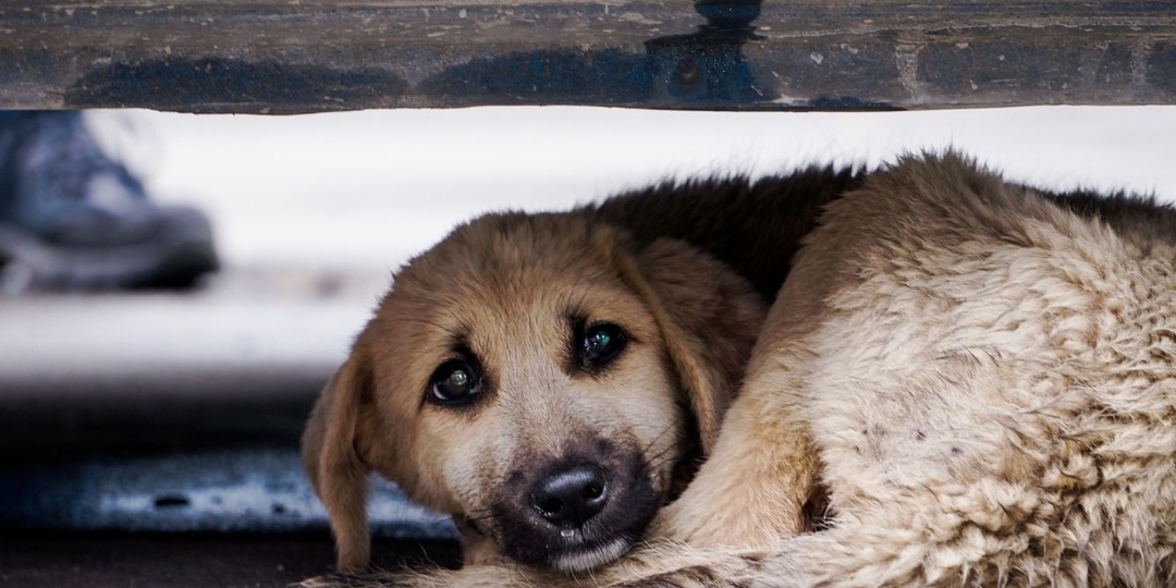 Подброшенный