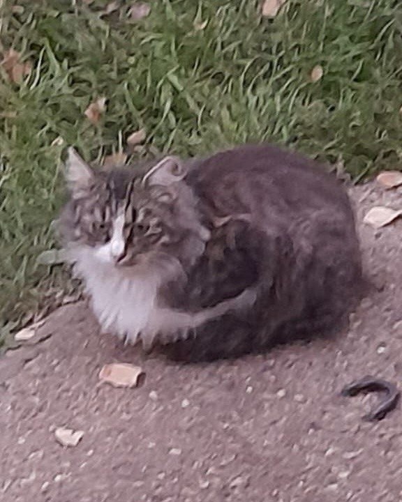 Та самая кошечка, которая когда-то была единственной на участке. Мама всех следующих поколений.