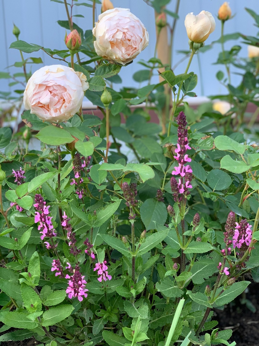 Джут зе Обскур 