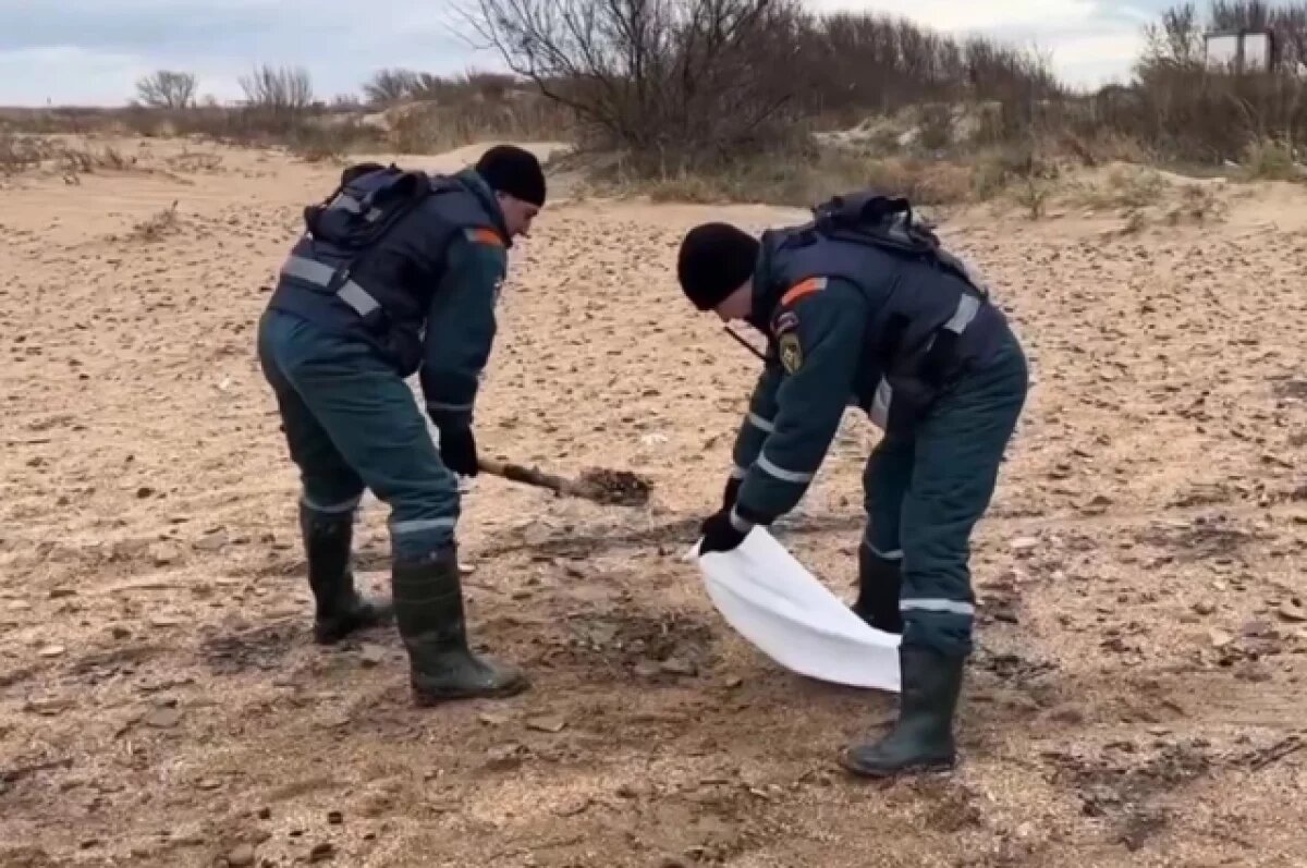    Губернатор Кубани рассказал про алгоритм уборки мазута с береговой линии