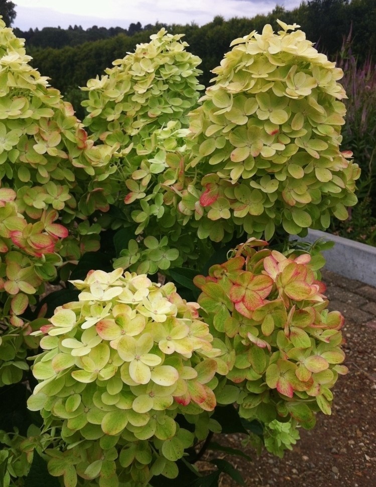 Фотографии из интернета