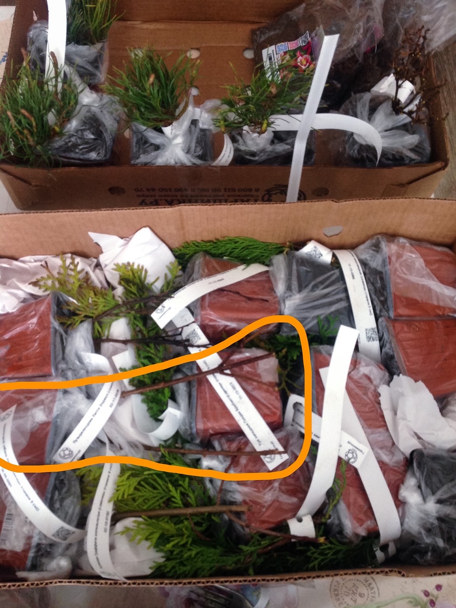 Гортензия Граффити в контейнере р9, выделена оранжевым цветом. Посылка получена 9 апреля.