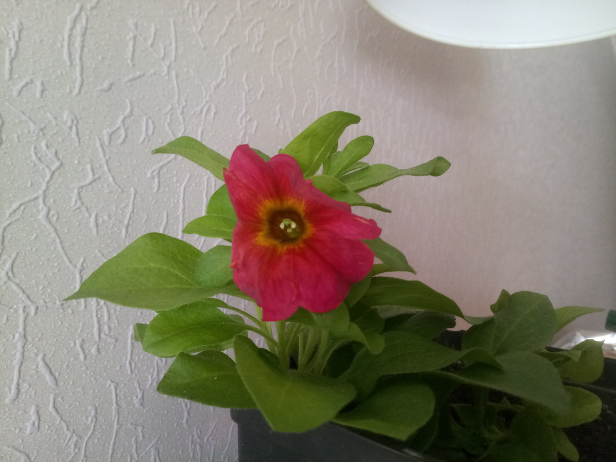 Петхоа Циннамон