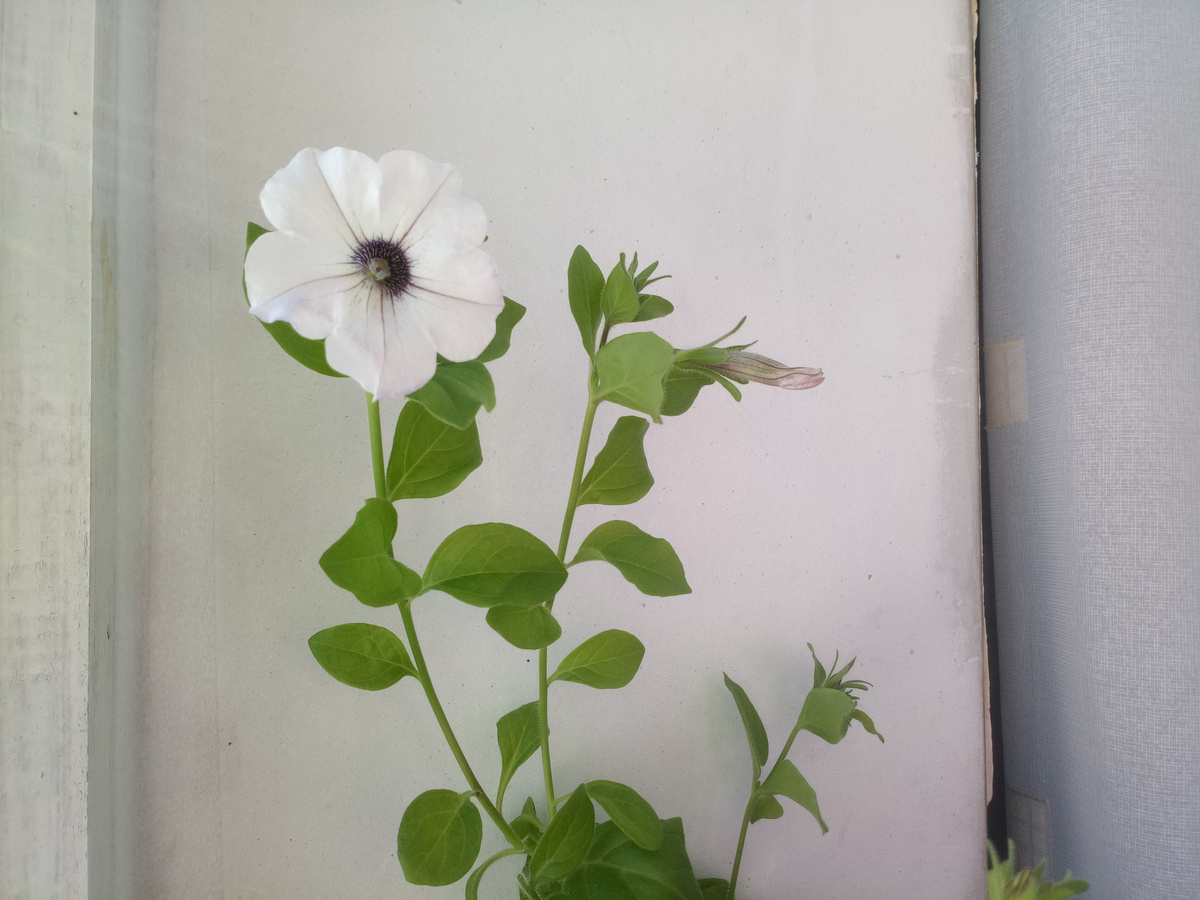 Тайдал Сильвер